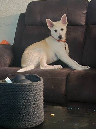 White German Shepherd. 1