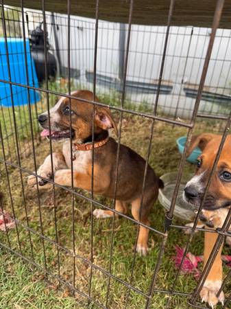 Heeler/boxer free (Guthrie)63670591022339122