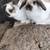Lop bunnies 8 thumbnail