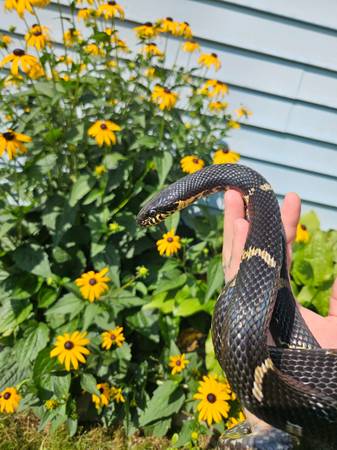 Russian Rat Snake Hatchling (Rutland)63373486629889122