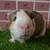 Guinea pig Male (Savethepetz) 9 thumbnail