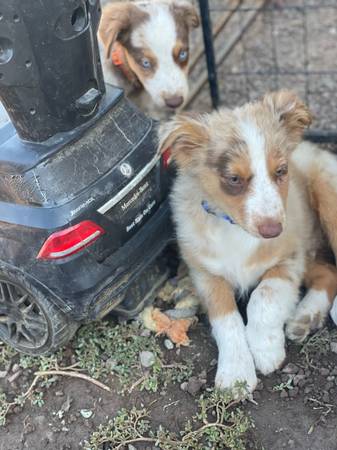Australian sheperd (Escondido)63870037435523124