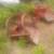 Dirt Pond Gravel Scoop 3 point Tractor Attachment $225 each 6 thumbnail