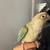 Cinnamon turquoise Conure 3 thumbnail