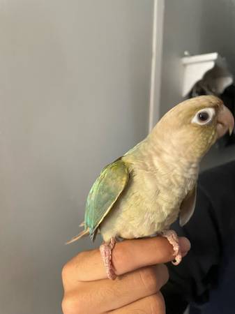 Cinnamon turquoise Conure (San Diego)64038278756994122