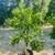 Kumquat Trees 2 thumbnail