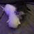 Persian kittens 7 thumbnail