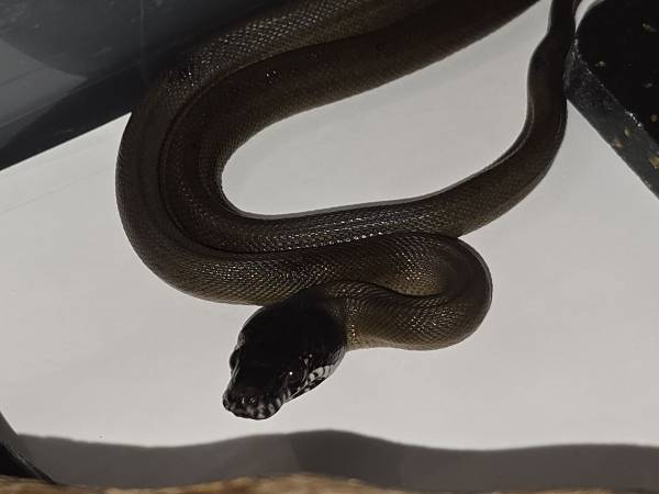 White Lipped Python baby (Fort Lauderdale)63685533057153122