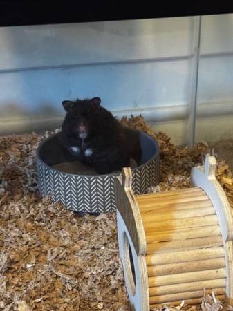 Hamster for Rehoming (Manchester)63873145325059120