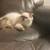 Persian Himalayan kitten 1 thumbnail