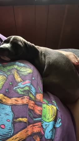 Pequeño cachorro buscando hogar (Warren)63661209697923121