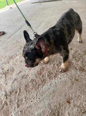 French Bulldogs (San Antonio)63373486338691121