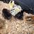 Chicks-barnyard mix 2 thumbnail
