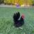 Roosters and hen 2 thumbnail