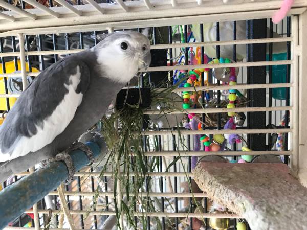 Cockatiel Lost (Camarillo)63439014349569122