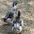 Ducks -3 months old 3 thumbnail