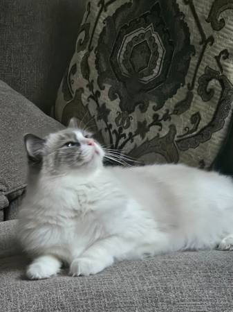 Purebred Ragdoll Cat– 2 Yrs Old (Brighton)64145643000321124