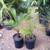 Teddy Bear palms //// DYPSIS leptocheilos --- 5/7/15 gallon 8 thumbnail