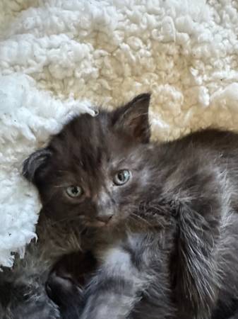 Kittens ready to go!63808881949955123