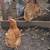 6 hens and 10 chicks to new home 4 thumbnail