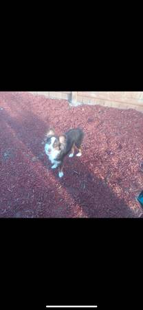 Mini Australian Shepherd and Golden Doodle63774332145793121