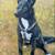 Fine Art Pet Portrait 7 thumbnail