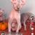 Sphynx young cats 5-7 mon 9 thumbnail