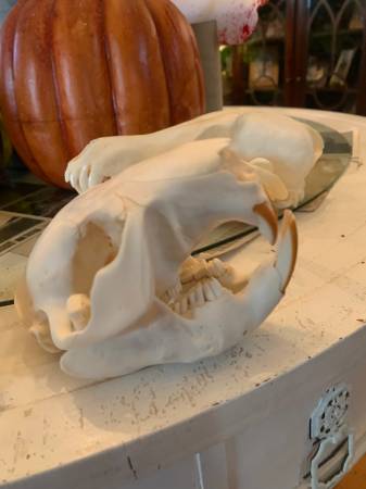 Taxidermy Beaver Skull!! $35 obo!! 1