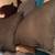 Pet/dog/cat-Body pillows, pillows, blankets, linens 12 thumbnail