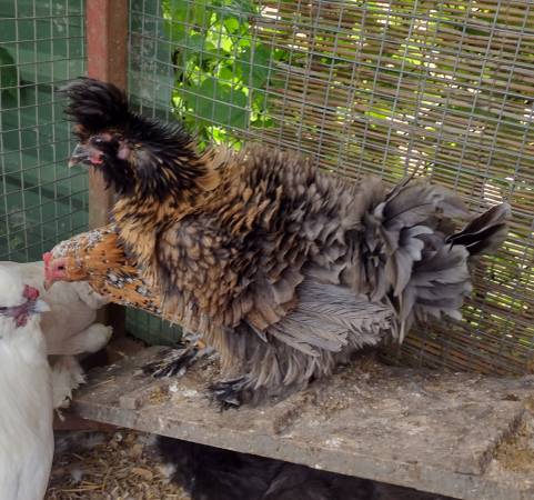 Silkie Bantam Mix Duo 5 months old - $20 (Ferndale)63435886284419121