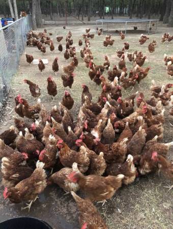 Laying hens 1