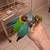 Love Birds 2 thumbnail