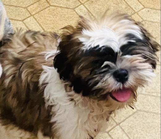 Male shih zhu 1