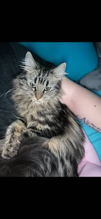 Rehoming cats63905906046595121