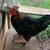 Free to caring home - 2 Beautiful Young Roosters 1 thumbnail