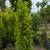 Ficus 15 thumbnail