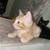 Baby boy orange kitten needs a new home! Read description v 4 thumbnail