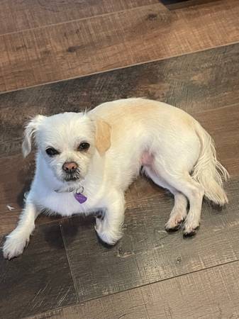 Lost dog (Sherwood)63842374313987120