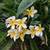 Free Plumeria Cuttings 2 thumbnail