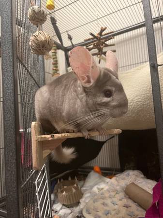 Chinchilla w/ setup63684398636161120