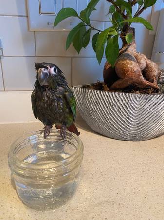 Green Cheek Conures Rehoming (Portland)63842373487745124