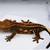 Crested geckos 5 thumbnail