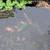 5 Koi - very large - about 16 inches 12 thumbnail