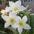 FRANGIPANI PLUMERIA HAWAIIAN 1 thumbnail