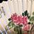 Colorful Folding Chinese Hand Fans 6 thumbnail