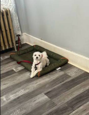 Maltese (Grandview On Hudson)64306349162753120