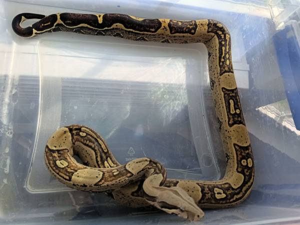 Female Boa 1