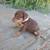Mini Doberman 3 thumbnail