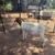Doe Boer Goat 3 thumbnail