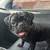 6 month old pug needs rehoming! 3 thumbnail